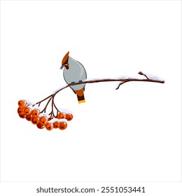 rowan, tree branch with berries in winter with snow and bohemian waxwing bird, isolated at white background, hand drawn illustration