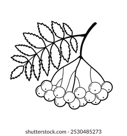 Rowan tree branch. Contour drawing. Black white outline illustration, isolated on white background. Design elements or page of children's coloring book