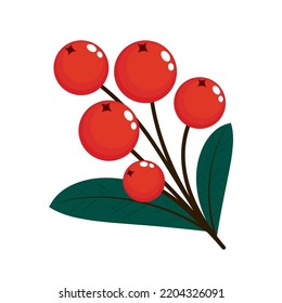 Rowan tree branch isolated on a white background. Vector illustration. Rowan tree branch vector.