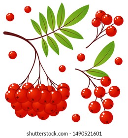 Rowan Tree Branch With Leaves And Berries. Vector Illustration Isolated On A White Background. Mountain Ash Summer Design. Gradient Fill. Bunch Of Mountain Ash