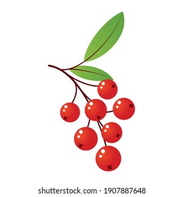 Rowan tree branch with leaves and berries. Vector illustration isolated on white background. Mountain ash summer design. Gradient fill. Bunch of mountain ash