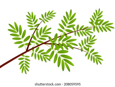 Rowan tree branch on white