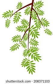 Rowan tree branch on white
