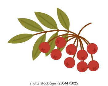 Rowan tree branch with red berries and green leaves isolated on white background. Mountain ash. Sorbus aucuparia. Vector flat illustration