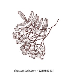 Rowan tree branch or sprig with leaves and ripe berries hand drawn with contour lines on white background. Elegant drawing of seasonal plant. Botanical vector illustration in gorgeous vintage style.