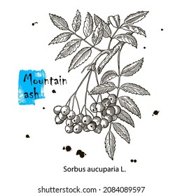 Rowan tree branch or sprig with leaves and ripe berries hand drawn with contour lines on white background. Elegant drawing of seasonal plant. Botanical vector illustration in gorgeous vintage style.