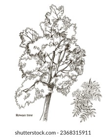 Rowan tree and rowan branch vector