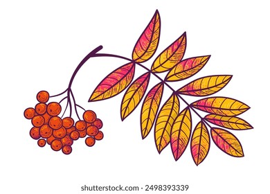 Rowan tree branch with yellow leaves and berries. Autumn design