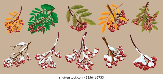 Rowan tree leaf in autumn hand drawn illustration. Cartoon style flat design, isolated vector.