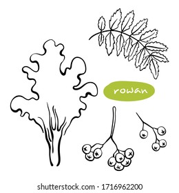 Árbol de flores, hoja, bayas. Dibujo manual de líneas negras de árboles europeos caducos aislados en fondo blanco. Ilustración del vector