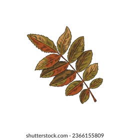 Rowan tree leaves colorful hand drawn vector illustration. Autumn rowan twig engraved sketch drawing. Seasonal decoration element for frames, borders, poster, card.