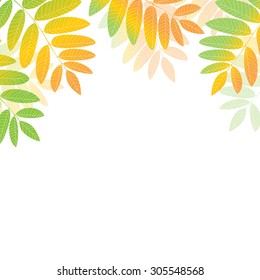 Rowan tree leaves vector illustration. Autumn background.
