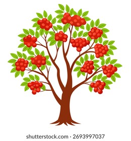 Rowan tree with red berries and leaves. Isolated vector illustration on white background