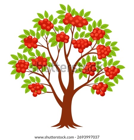 Rowan tree with red berries and leaves. Isolated vector illustration on white background