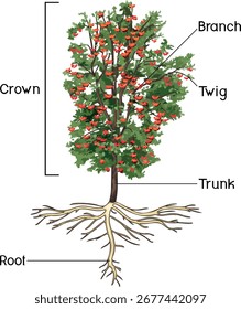 Rowan tree (Sorbus aucuparia) with root system isolated on white background. Educational material for biology lesson	