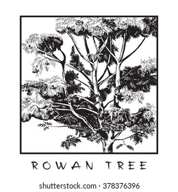 Rowan tree. Vector illustration, hand drawing. Black and white graphic image.