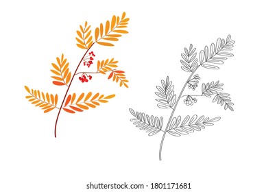 rowan twig. autumn foliage. Rowan. rowan berries. fall. fruits of trees. plants and trees. red berries. red and yellow foliage. coloring book for children. black and white and color options.