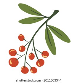 Rowan twig. Berries on a twig. Autumn foliage. Bunch of mountain ash. Plants and trees. Red berries. Vector botanical illustration in flat cartoon style isolated on white background.