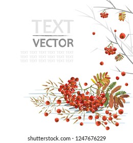 Rowan twigs and berries. Rowan bunch. Winter background. Christmas background. Snow background. Watercolor.