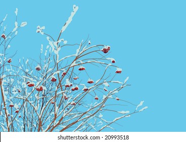Rowan twigs covered with snow after the snowfall.