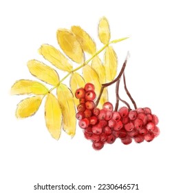 Rowan vector illustration. Berry vector painting isolated on a white background. Line floral art
