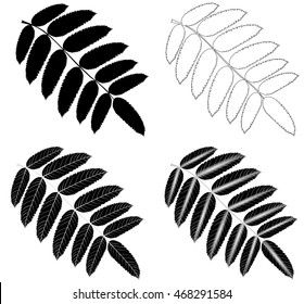 Rowan, vector, isolated Rowan leaf, 
