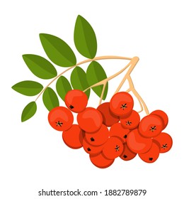 Rowan vector isolated. Red berries on the branch with green leaves. Ripe bright fruit. Healthy, full of vitamins food.