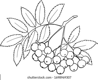 Rowanberry branch isolated vector illustration. Great for coloring books for adults. Perfect as a design element for postcards, invitations, t-shirt prints and wall art.