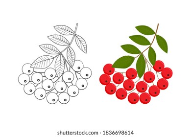Rowanberry branch isolated vector illustration. Great for coloring books for adults. Perfect as a design element for postcards, invitations, t-shirt prints and wall art. Vector illustration