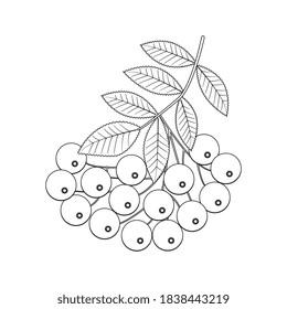 Rowanberry branch isolated vector illustration. Great for coloring books for adults. Perfect as a design element