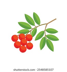 
Rowanberry isolated flat vector illustration on white background.
