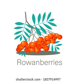 Rowanberry - Rowanberries Vector Illustration Isolated on White Background