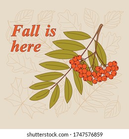 Rowanberry twigs, contour drawing autumn leaves and slogan Fall is here. Vector illustration template for new school year and fall sale offers, notebook covers, poster, card and flyers. eps 10

