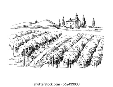 Rows of vineyard grape plants and castle in graphic style