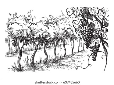 Rows of vineyard grape plants in graphic style, hand-drawn vector illustration.