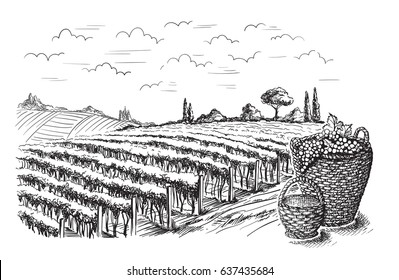 Rows of vineyard grape plants in graphic style, hand-drawn vector illustration.