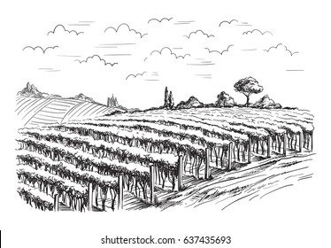 Rows of vineyard grape plants in graphic style, hand-drawn vector illustration.