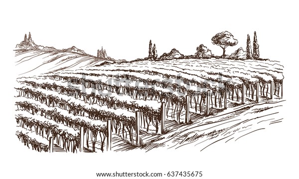 Rows of vineyard grape plants in graphic\
style, hand-drawn vector\
illustration.