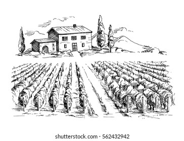 Rows of vineyard grape plants and house in graphic style