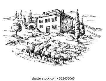 Rows of vineyard grape plants and house in graphic style