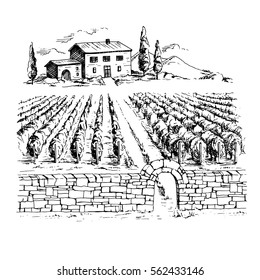 Rows of vineyard grape plants and house in graphic style