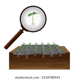 Rows of young sprouts with plastic mulch film to prevent weeds. Cultivation of berries and vegetables using the mulching method. Inspection of plants through a magnifying glass, closeup,