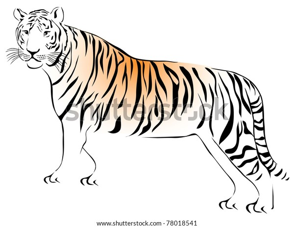 Royal Bengal Tiger Stock Vector (Royalty Free) 78018541