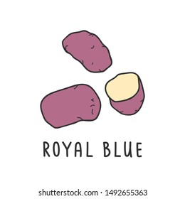 Royal blue kind of potato. Vector illustration isolated on white background. Hand drawn clipart for organic farming market. Drawing simple flat design clipart handdrawn element.