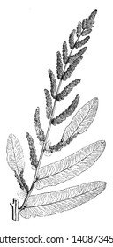 The Royal fern is known as osmunda regalis. It easy to grows up to 6 feet tall and 3 feet wide, vintage line drawing or engraving illustration.