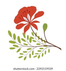 Royal gulmohar flower vector stock illustration. From Bangalore India. Peacock flowers. Flamboyant arvore. Isolated on a white background.