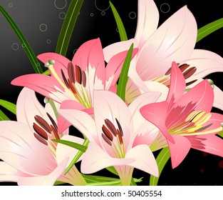 royal lily