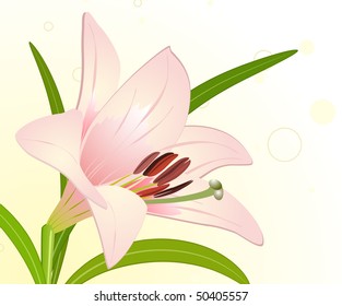 royal lily