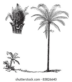 Royal Palm or Roystonea regia, vintage engraved illustration, showing seedling development. Trousset encyclopedia (1886 - 1891).