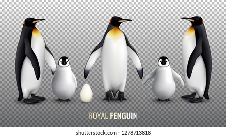 Royal penguin realistic set with with egg chick and  adult birds on transparent background vector illustration